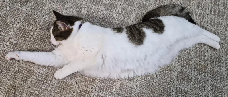 Sriracha thumbnail 3