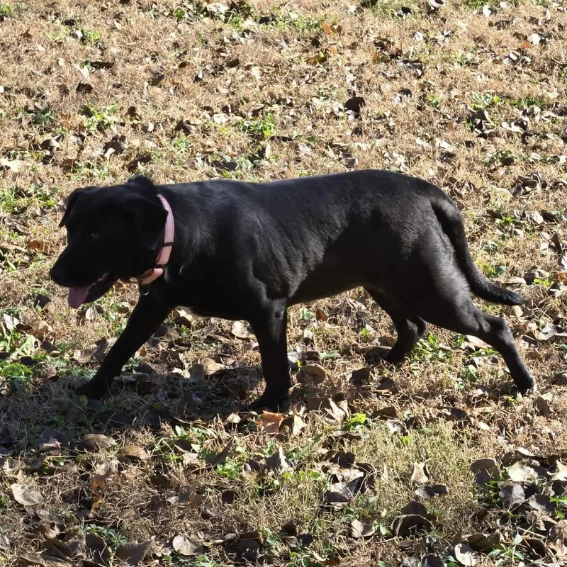 Willow Grace thumbnail 2