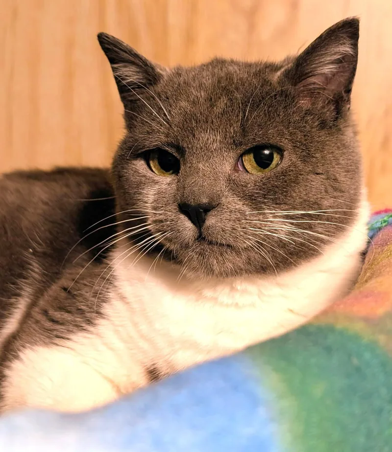 Nelson: Sweetie Pie! thumbnail 4