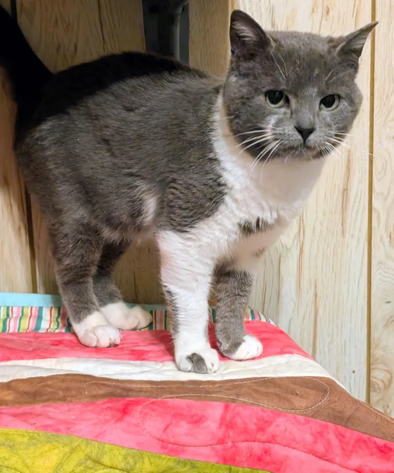 Nelson: Sweetie Pie! thumbnail 6