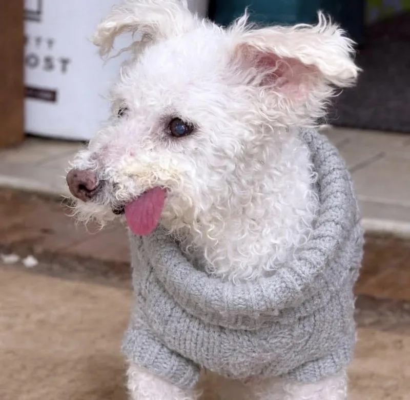 A senior small-sized female White / Cream Bichon Frise dog named Fendi for adoption in Philadelphia, PA