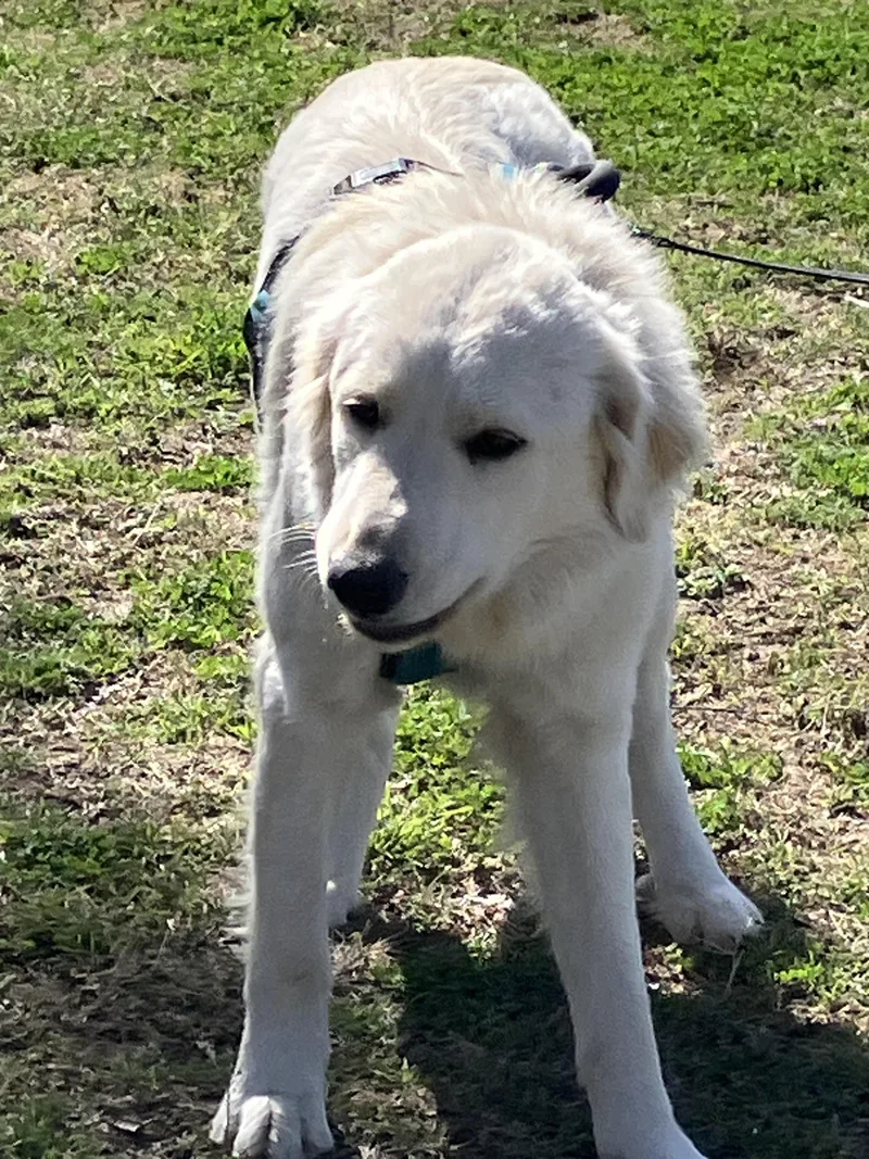 Snowsweet And Silly thumbnail 2