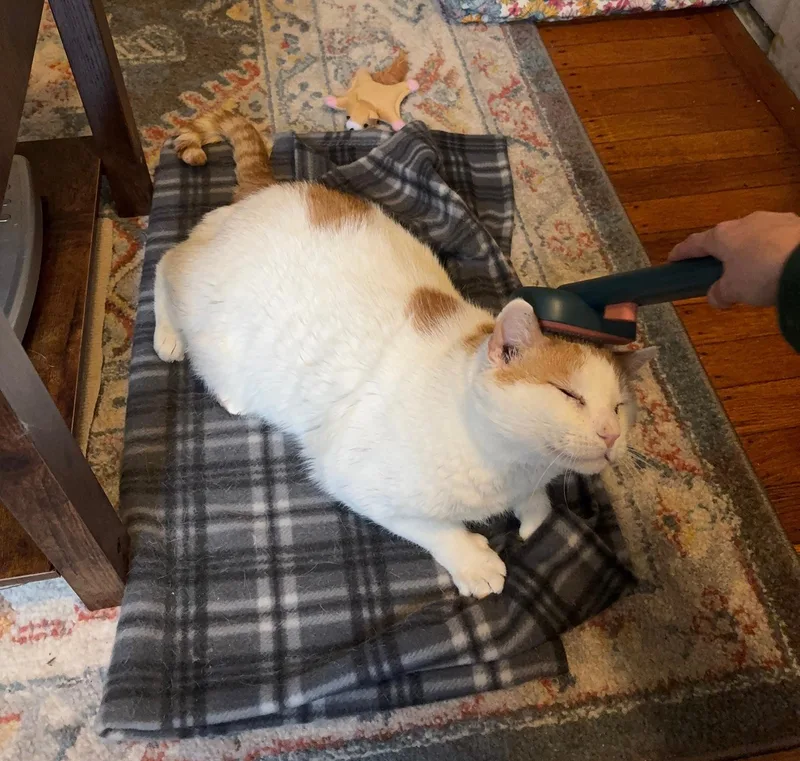 Chorizo Cobb thumbnail 2