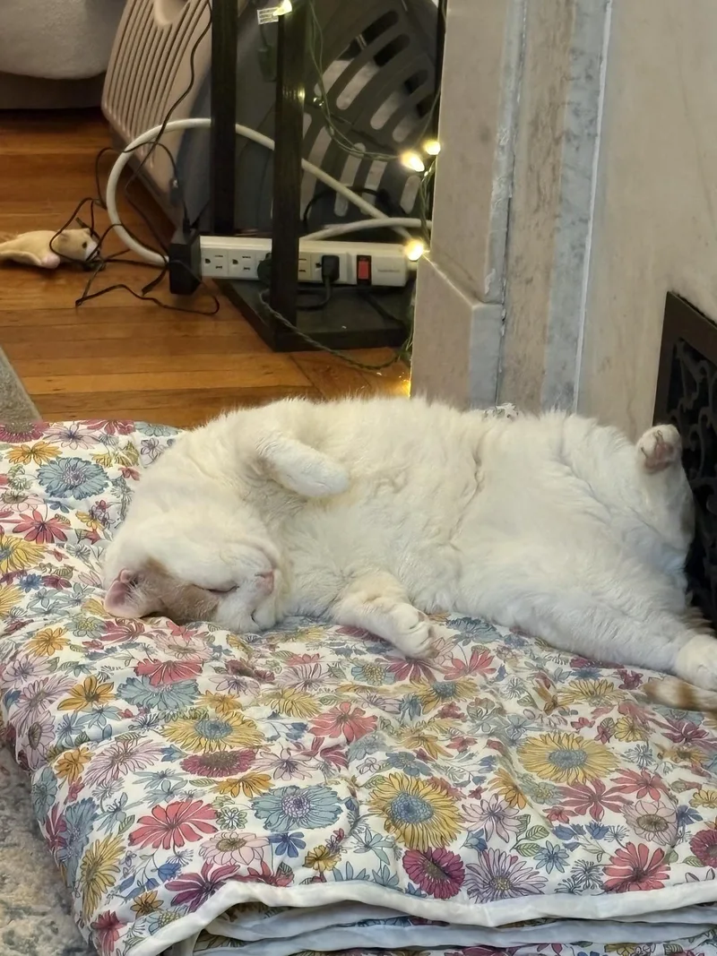 Chorizo Cobb thumbnail 3