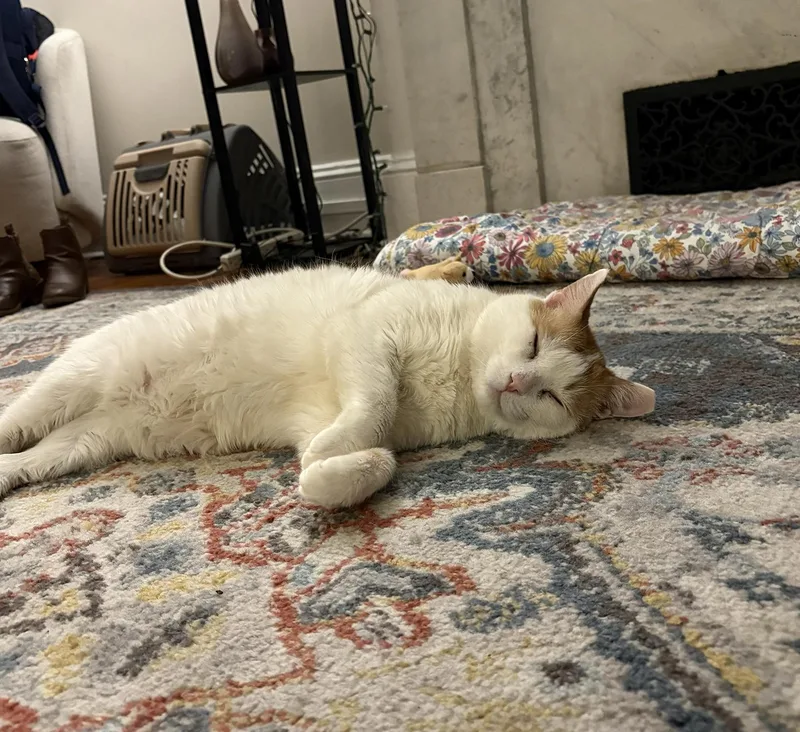 Chorizo Cobb thumbnail 4