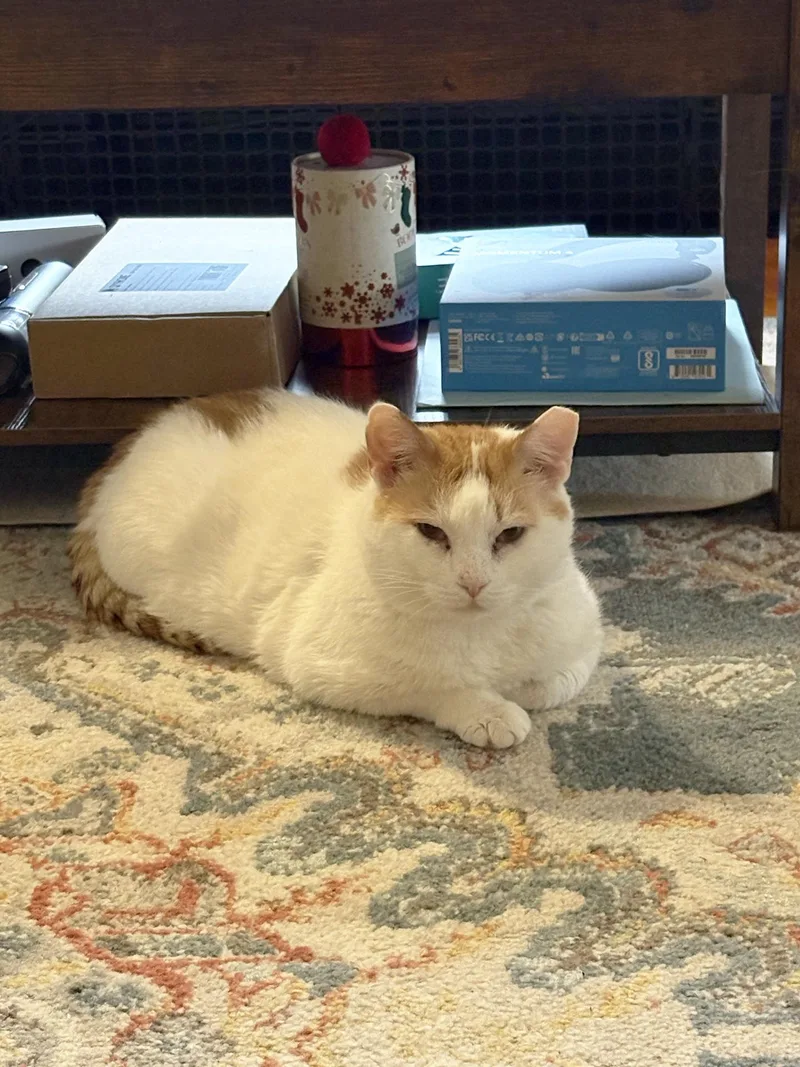 Chorizo Cobb thumbnail 5