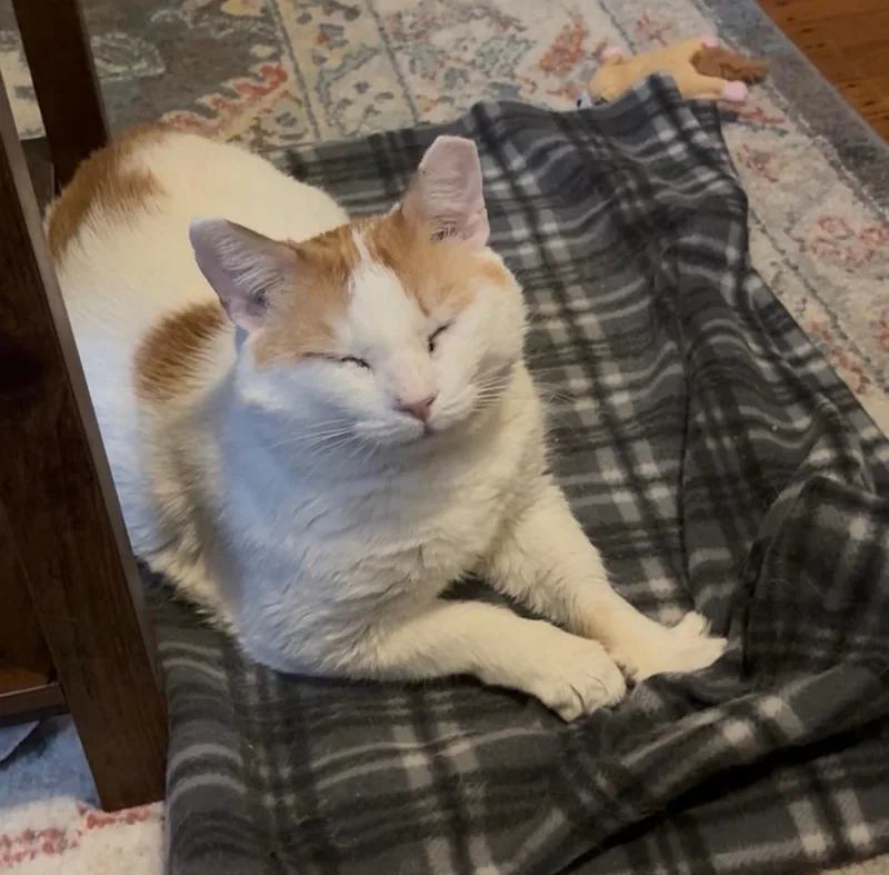 Chorizo Cobb thumbnail 6