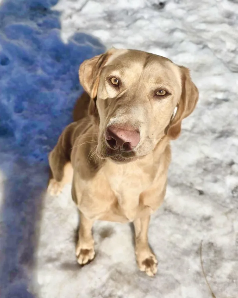 Sherpa Throw thumbnail 2