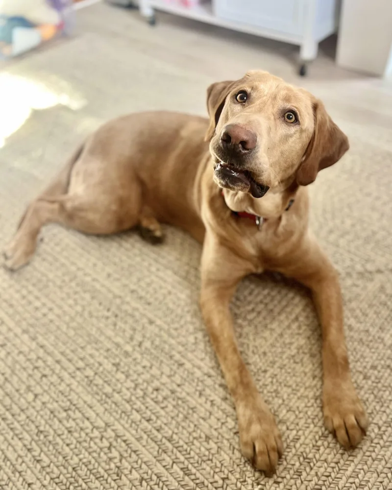 Sherpa Throw thumbnail 3