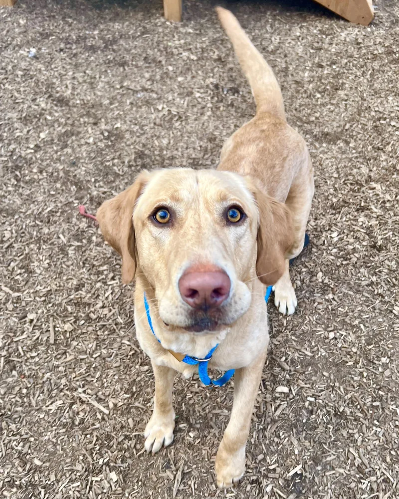 Sherpa Throw thumbnail 4