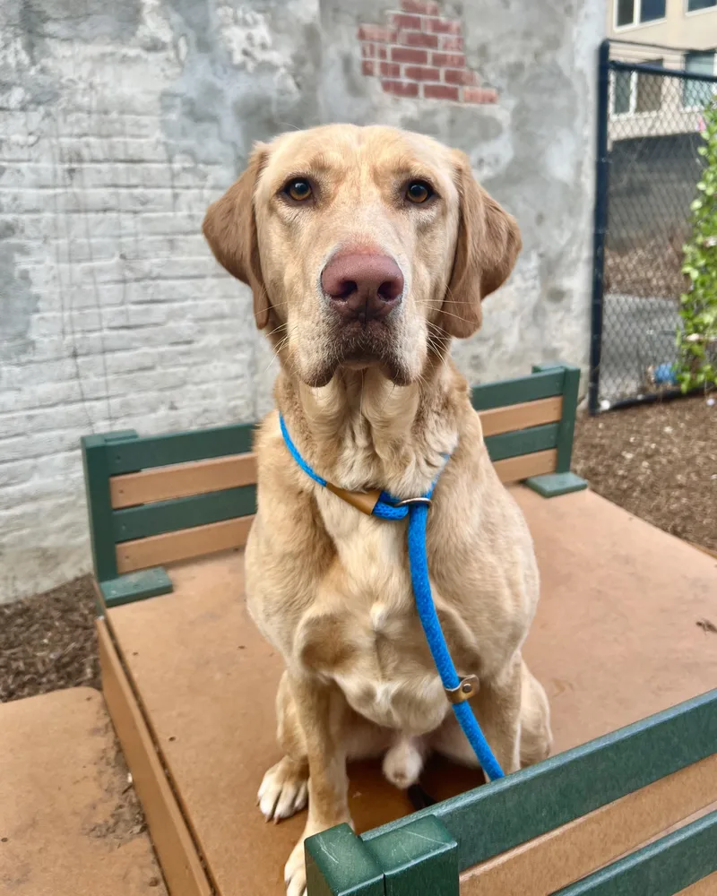 Sherpa Throw thumbnail 5