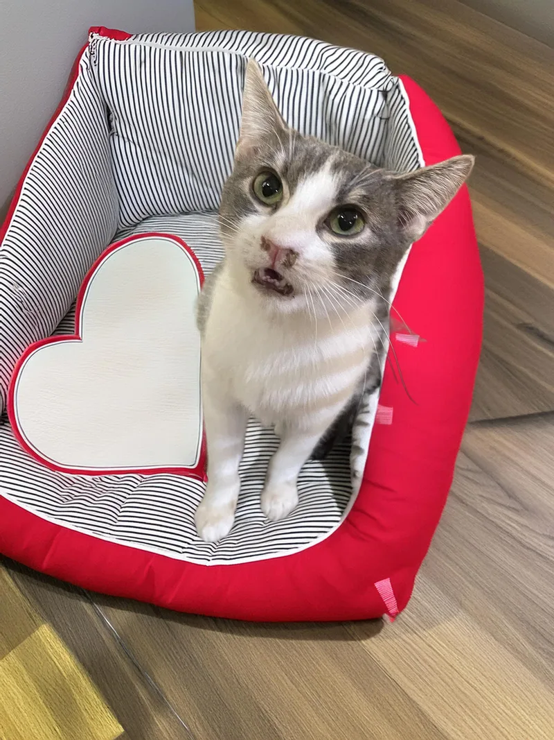 Tom Servo thumbnail 2