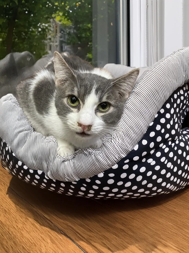 Tom Servo thumbnail 3