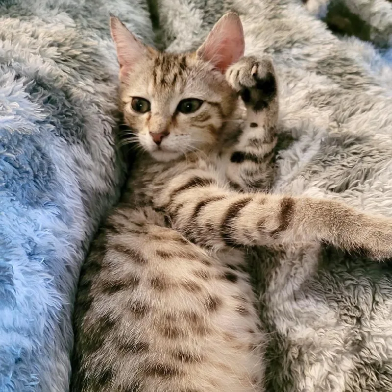 A baby medium-sized female Tabby (Buff / Tan / Fawn) Domestic Short Hair cat named Tetris for adoption in Richmond, VA