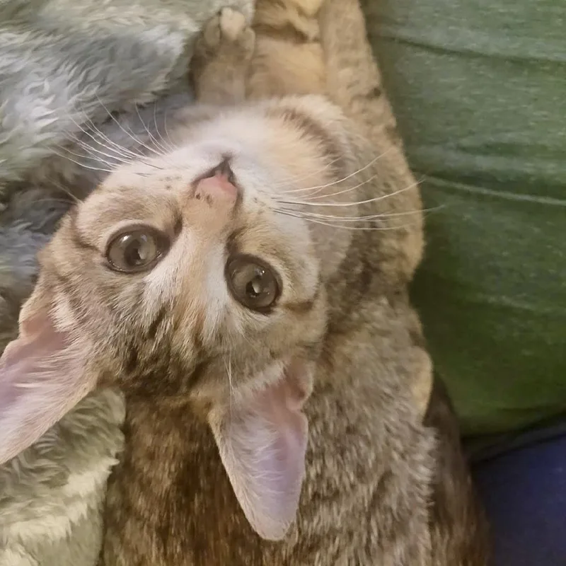 The Sims thumbnail 2