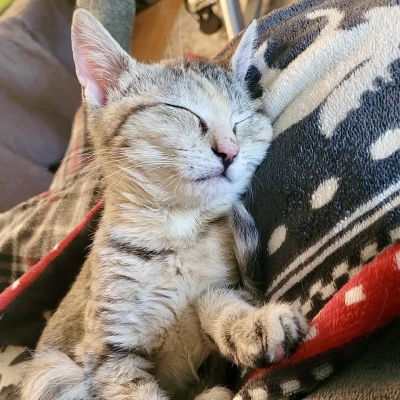 The Sims thumbnail 3