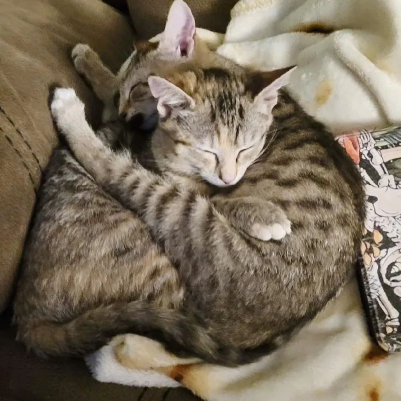 The Sims thumbnail 4