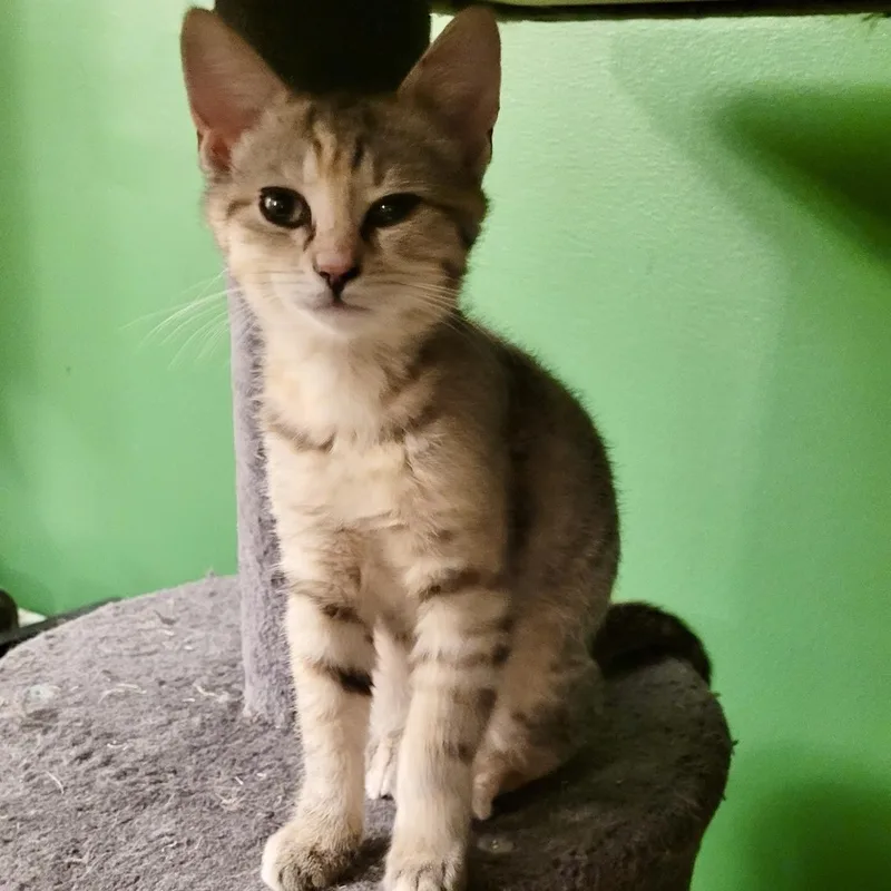 The Sims thumbnail 5