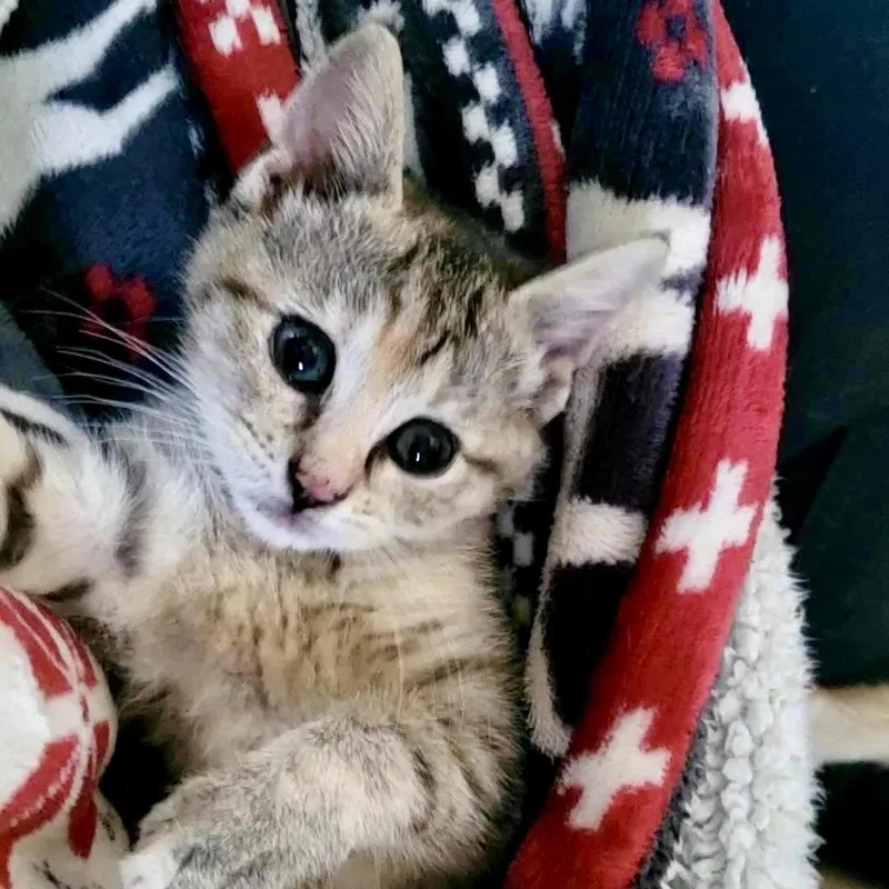 The Sims thumbnail 6