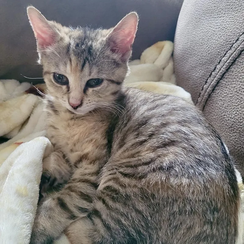 A baby medium-sized female Tabby (Gray / Blue / Silver) Domestic Short Hair cat named The Sims for adoption in Richmond, VA