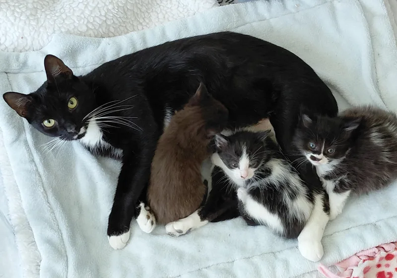 Whiskers thumbnail 2