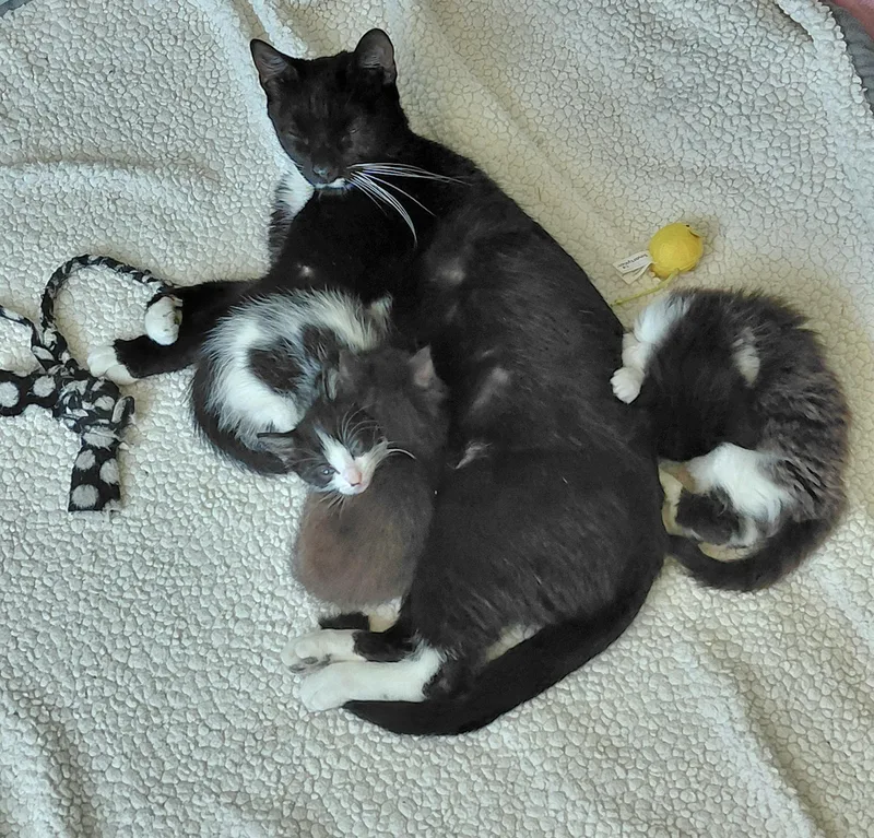 Whiskers thumbnail 3