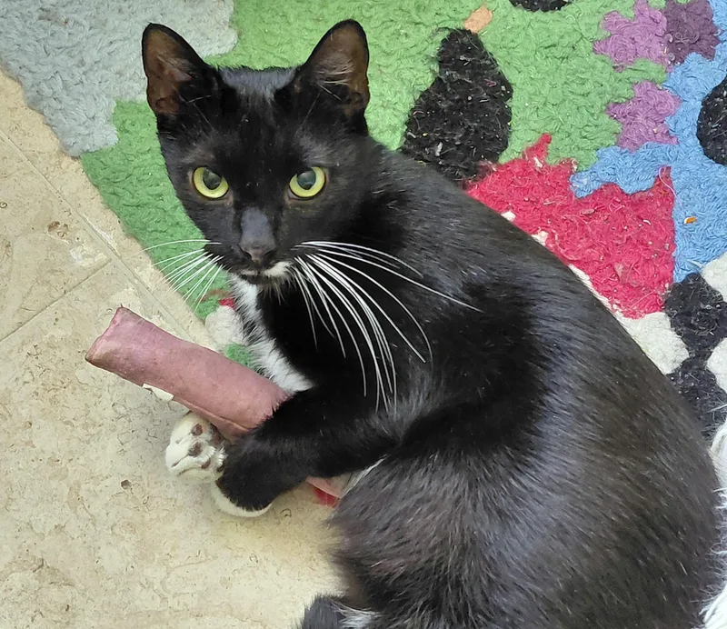 Whiskers thumbnail 4