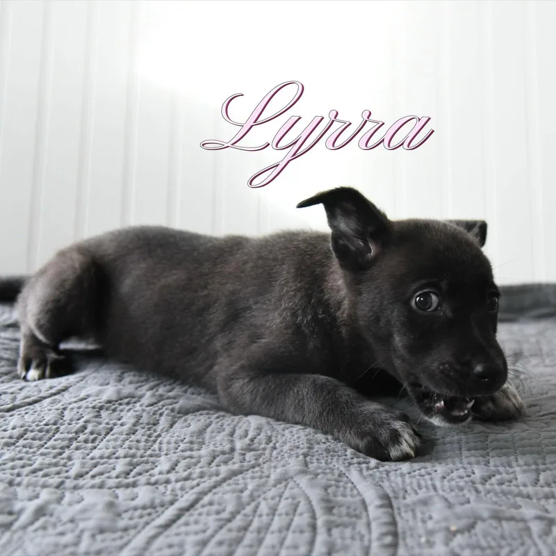 Lyrra thumbnail 3