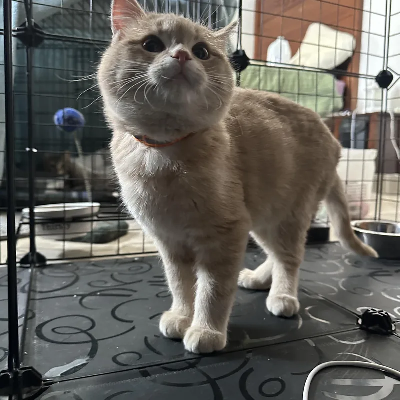 Creamsicle thumbnail 2