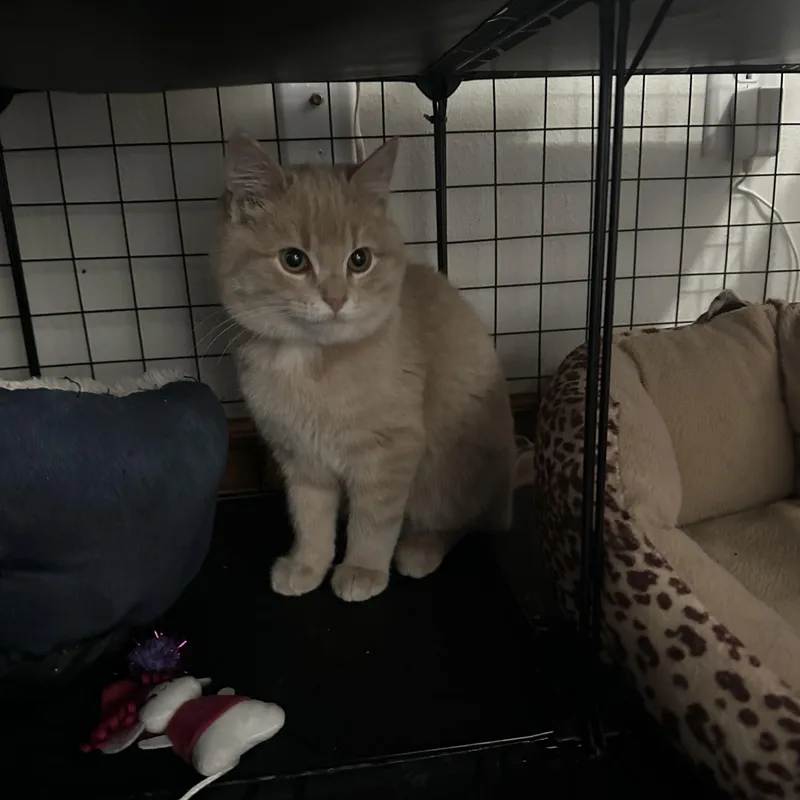 Creamsicle thumbnail 3