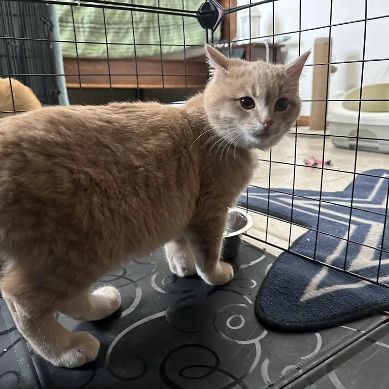 Creamsicle thumbnail 4