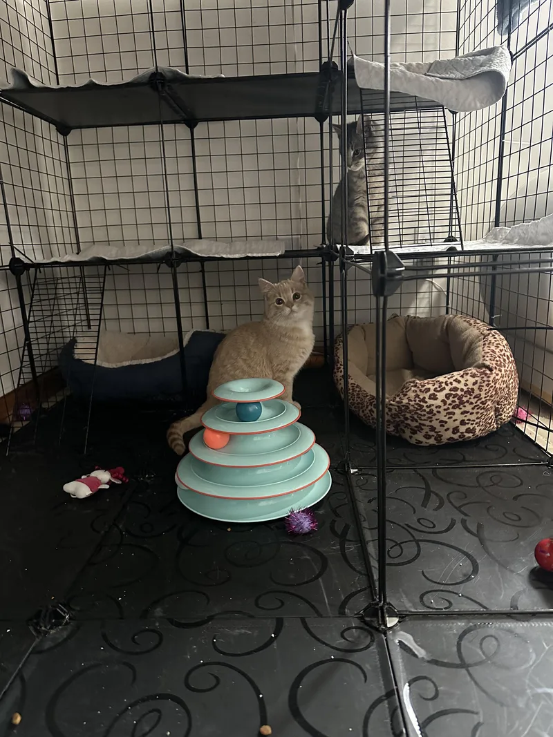 Creamsicle thumbnail 5