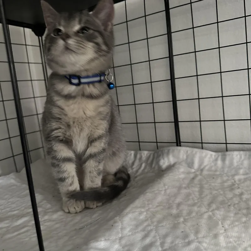 Little Dot thumbnail 2