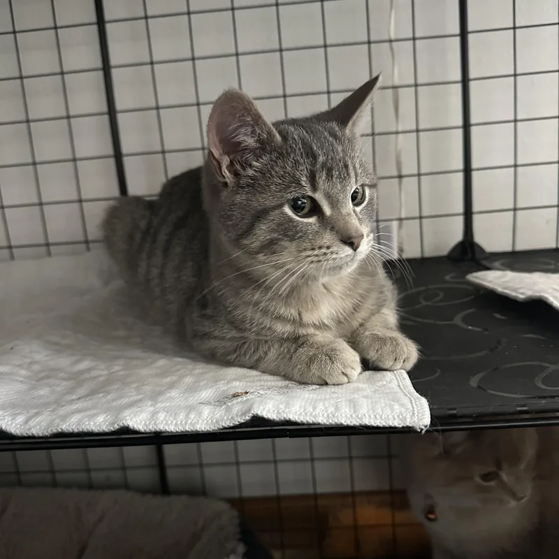 Little Dot thumbnail 3