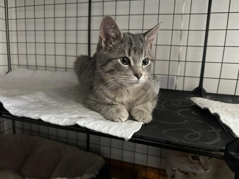 Little Dot thumbnail 5