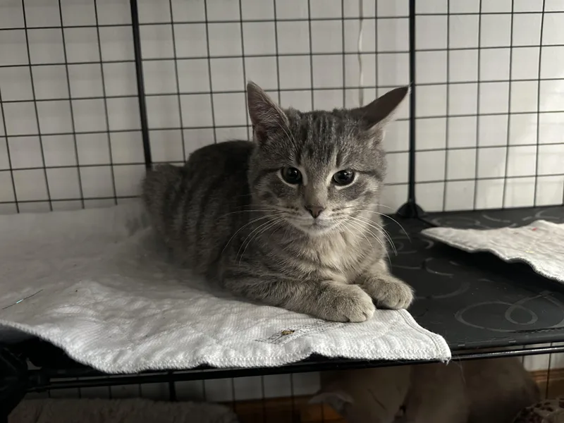 Little Dot thumbnail 6