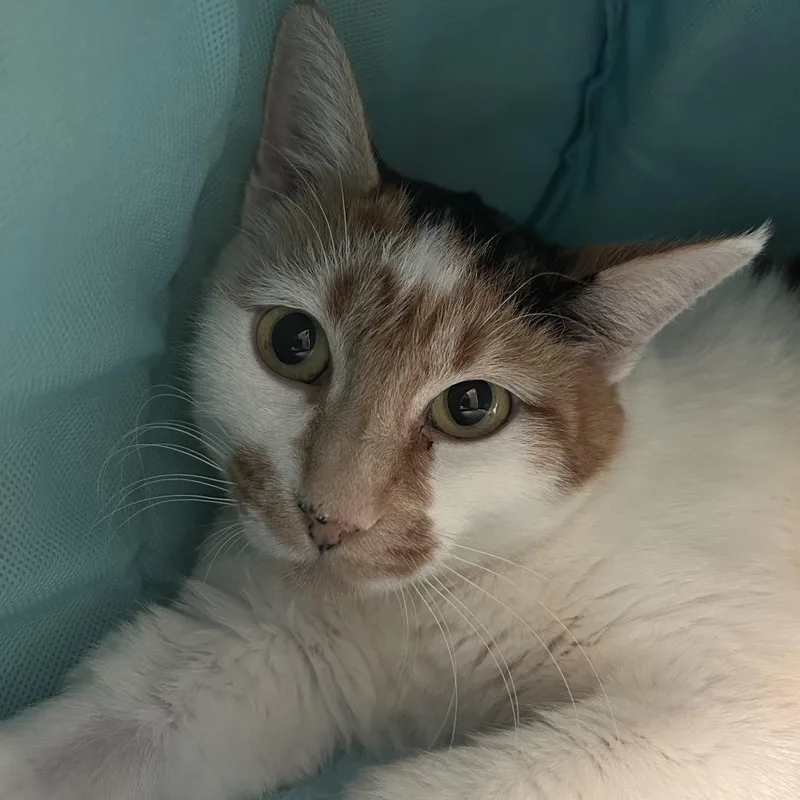 Bernadette New Mexico