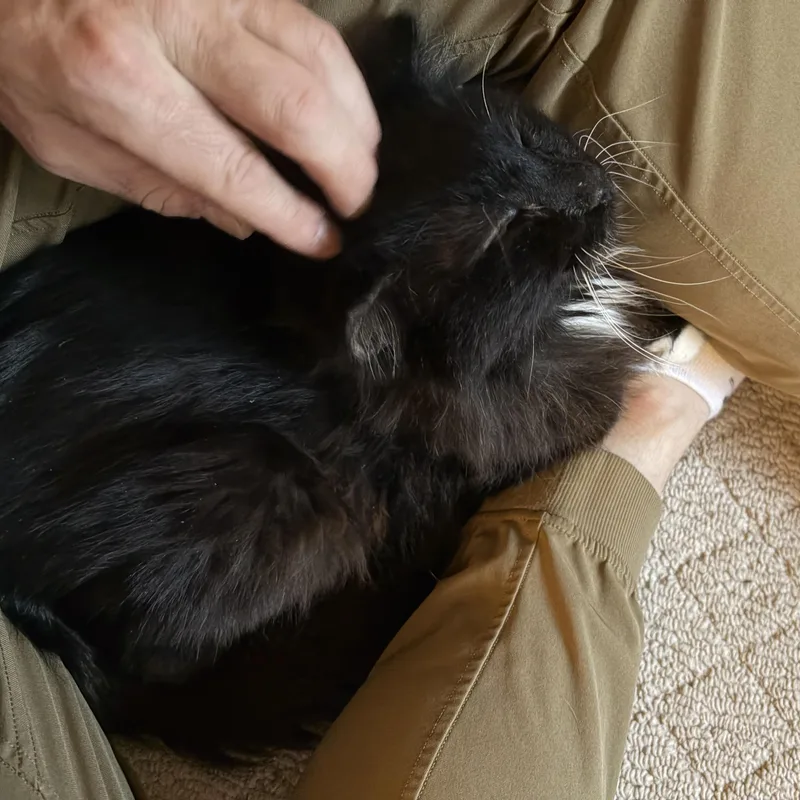 Mr. Magoo thumbnail 2