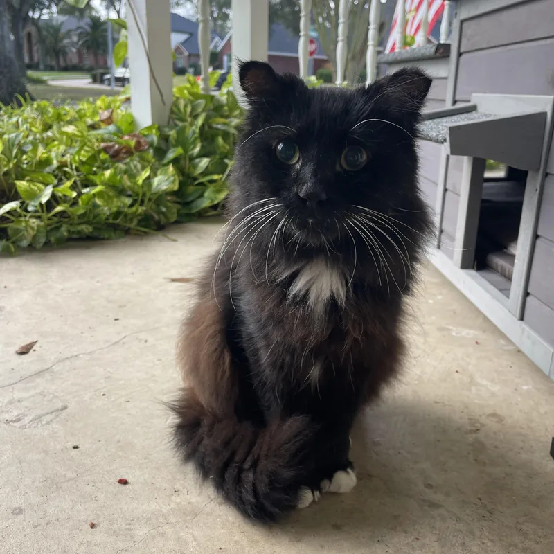 Mr. Magoo thumbnail 3