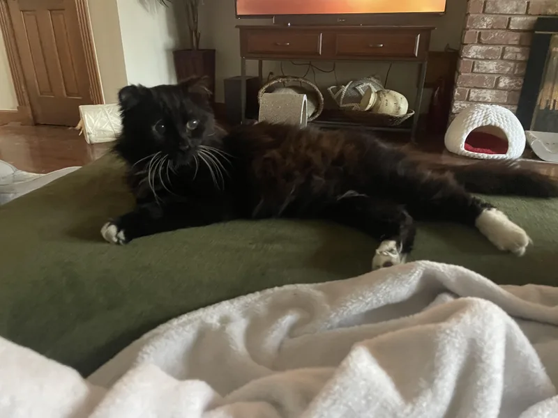 Mr. Magoo thumbnail 4