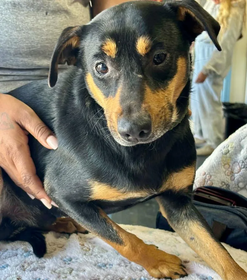 An adult small-sized male Miniature Pinscher dog named Bear for adoption in St. Augustine, FL