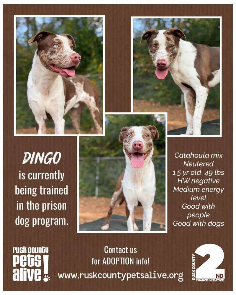 Dingo thumbnail 3