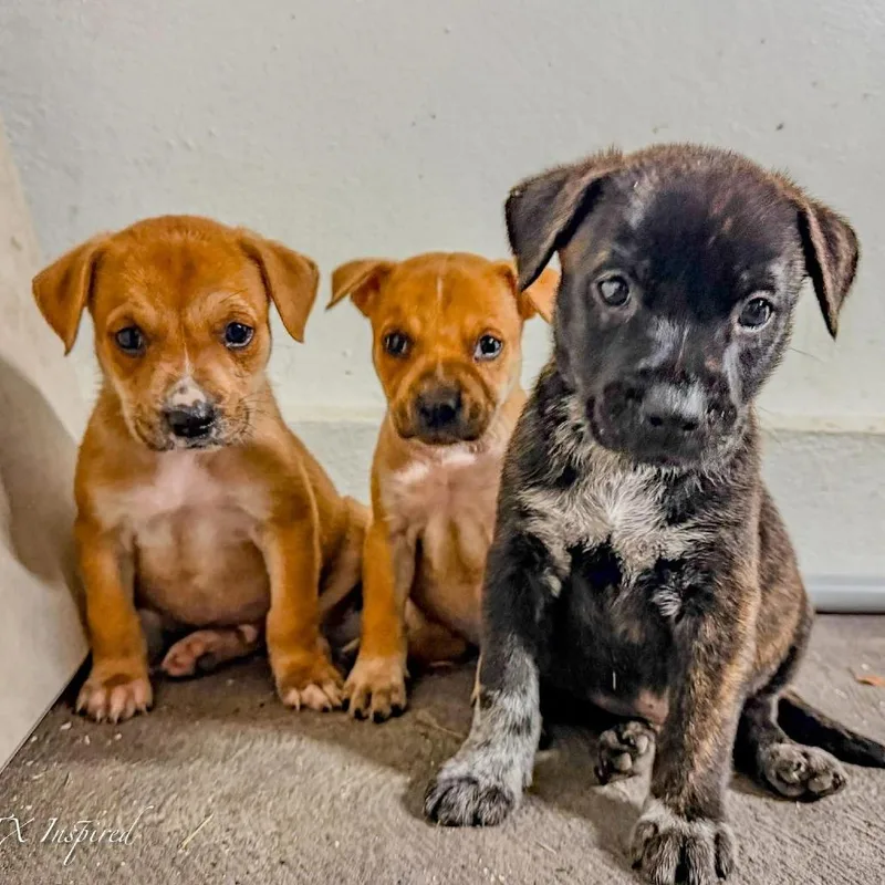 Valentino thumbnail 2