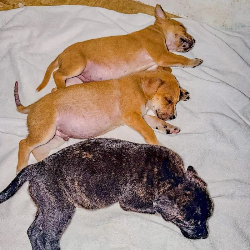 Valentino thumbnail 3