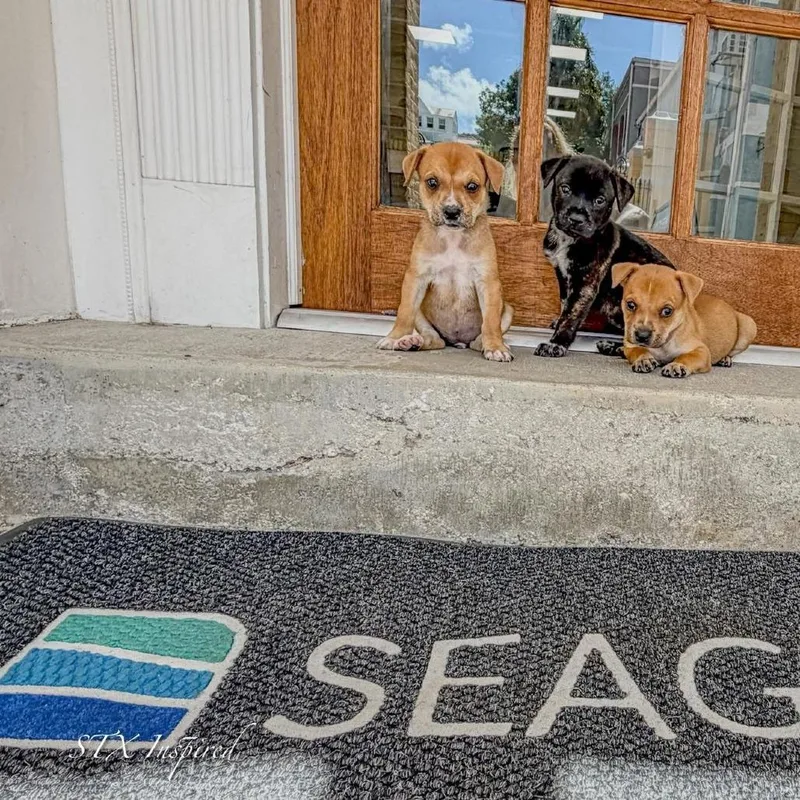 Valentino thumbnail 5