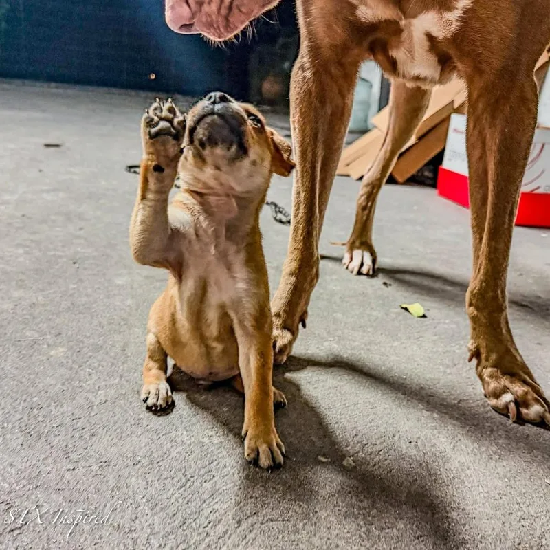 Valentino thumbnail 6