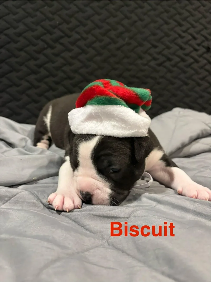 Biscuit thumbnail 3