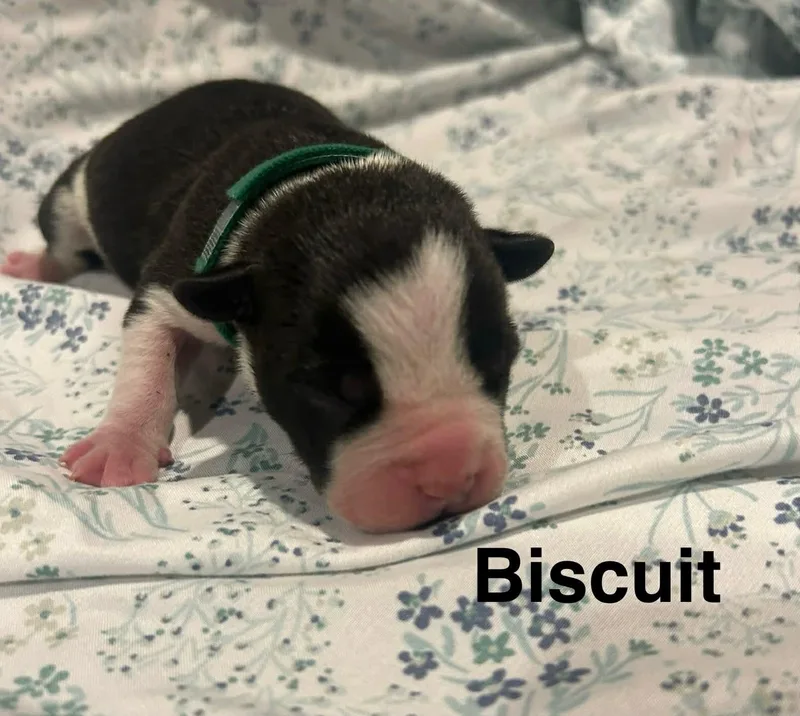Biscuit thumbnail 5