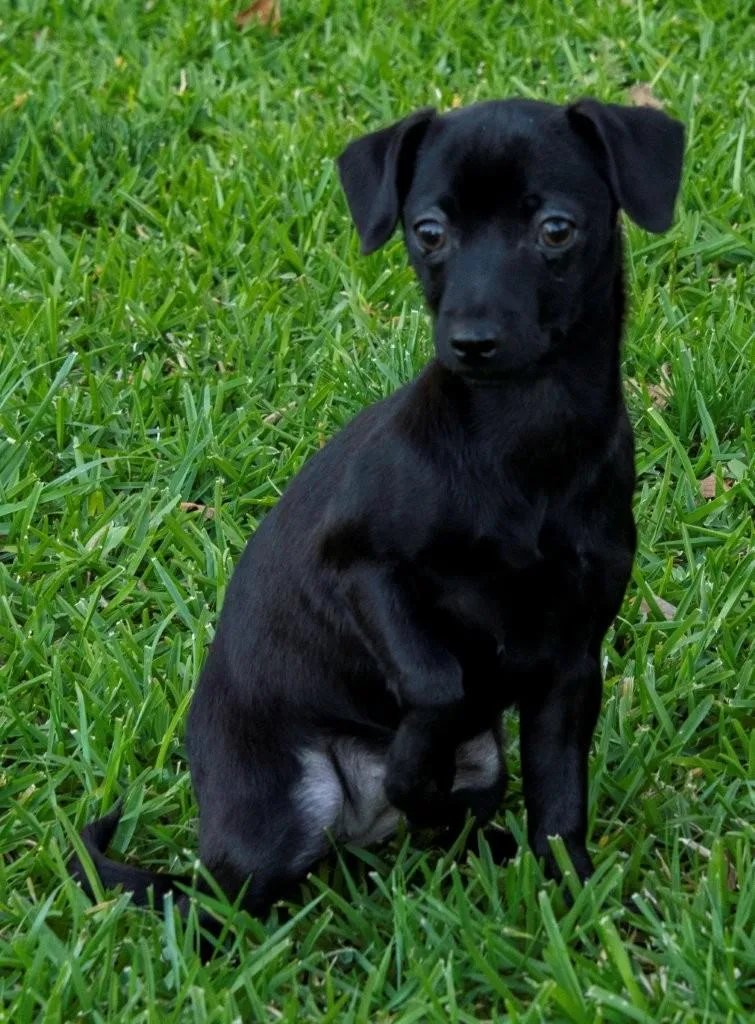 Buttercup thumbnail 2