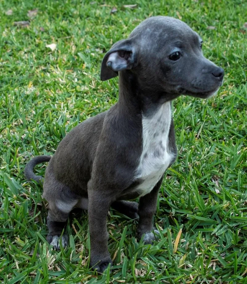 Buttercup thumbnail 3